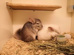 -龙猫仔乐园(惠福东路店)