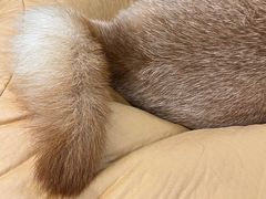-逗柴咖啡屋·狗咖猫咖宠物桌游