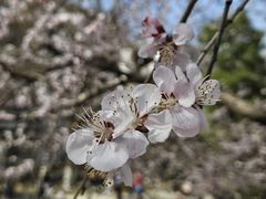 -桃花堤公园