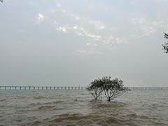 -宝安西湾红树林湿地公园