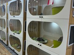 -青奢宠物·青奢猫舍