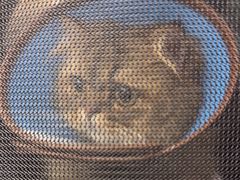 -瑞派康怡24h宠物医院·犬猫医疗中心·微创绝育(瑞景分院)