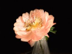 -双季花艺园艺市场(浦东店)