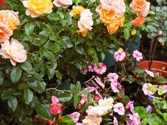 -山水茶艺馆·点心粤菜·30年老字号