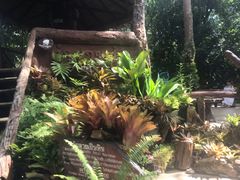 -绿光森林餐厅