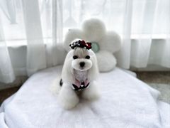 -鑫艺宠物美容培训学校