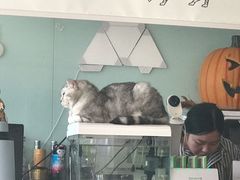 -平行世界·猫咖(首经贸店)