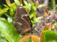 -南宁良凤江国家森林公园