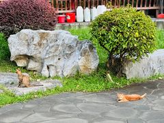 -顺峰山公园
