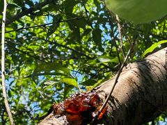 -素山寺森林公园