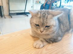 -平行世界·猫咖(首经贸店)