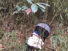 -上海佘山国家森林公园西佘山园