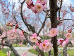 -新虹桥中心花园