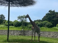 -沈阳森林动物园