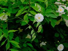 -天鹅湖体育公园