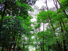 -铁山坪森林公园