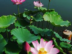 -莲花池公园