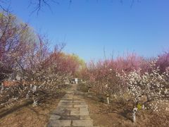 -石家庄市植物园