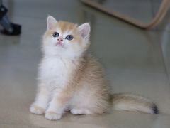 -lincat·猫舍(广州店)