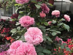 -龙大花卉苗木市场