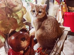 -咖法森林·咖啡  酒吧(天河店)