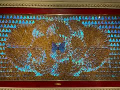 -上海昆虫博物馆