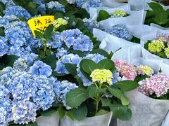 -桂林市花鸟市场