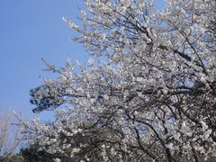 -北京西山国家森林公园