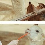 成都城市里的世外桃源🦙和动物亲密接触🌈