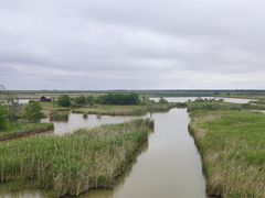 -盐城丹顶鹤湿地生态旅游区