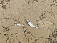 -三亚海棠湾万丽度假酒店