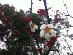 -香雪海