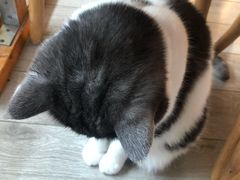 -海边的猫和咖啡馆