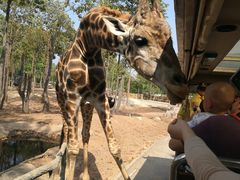 -清迈夜间动物园