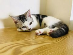 -Heymao猫咖.咖啡厅(东门店)