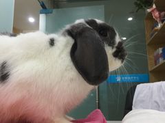 -菲尔斯特宠物医院