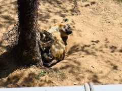 -西霞口神雕山野生动物世界