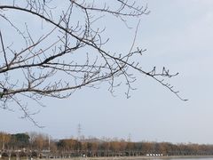 -羊山湖公园