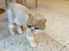 -猫域·湾主题猫咖·宠物吧(南坪城市广场店)