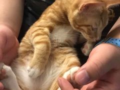 -猫猫幼稚园·撸猫·桌游·电玩