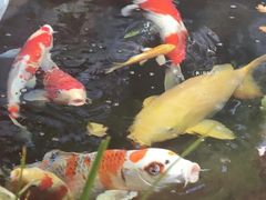 -鲤院·新中式美学·庭院餐厅(夫子庙店)