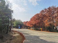 -上海海湾国家森林公园