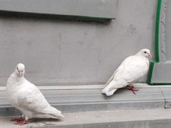 -西安大兴善寺