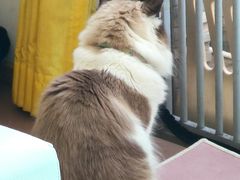 -猫在这儿猫咪咖啡馆·撸猫馆