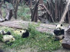 景点-成都大熊猫繁育研究基地