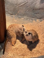 -Zoolung Zoolung动物主题公园(海信广场店)