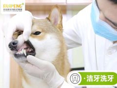 -美联众合动物医院·24h转诊中心