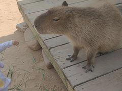 -西霞口神雕山野生动物世界