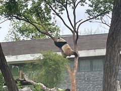-武汉动物园