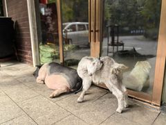 -小小饭店·休闲农庄·安吉松树林里的农家菜